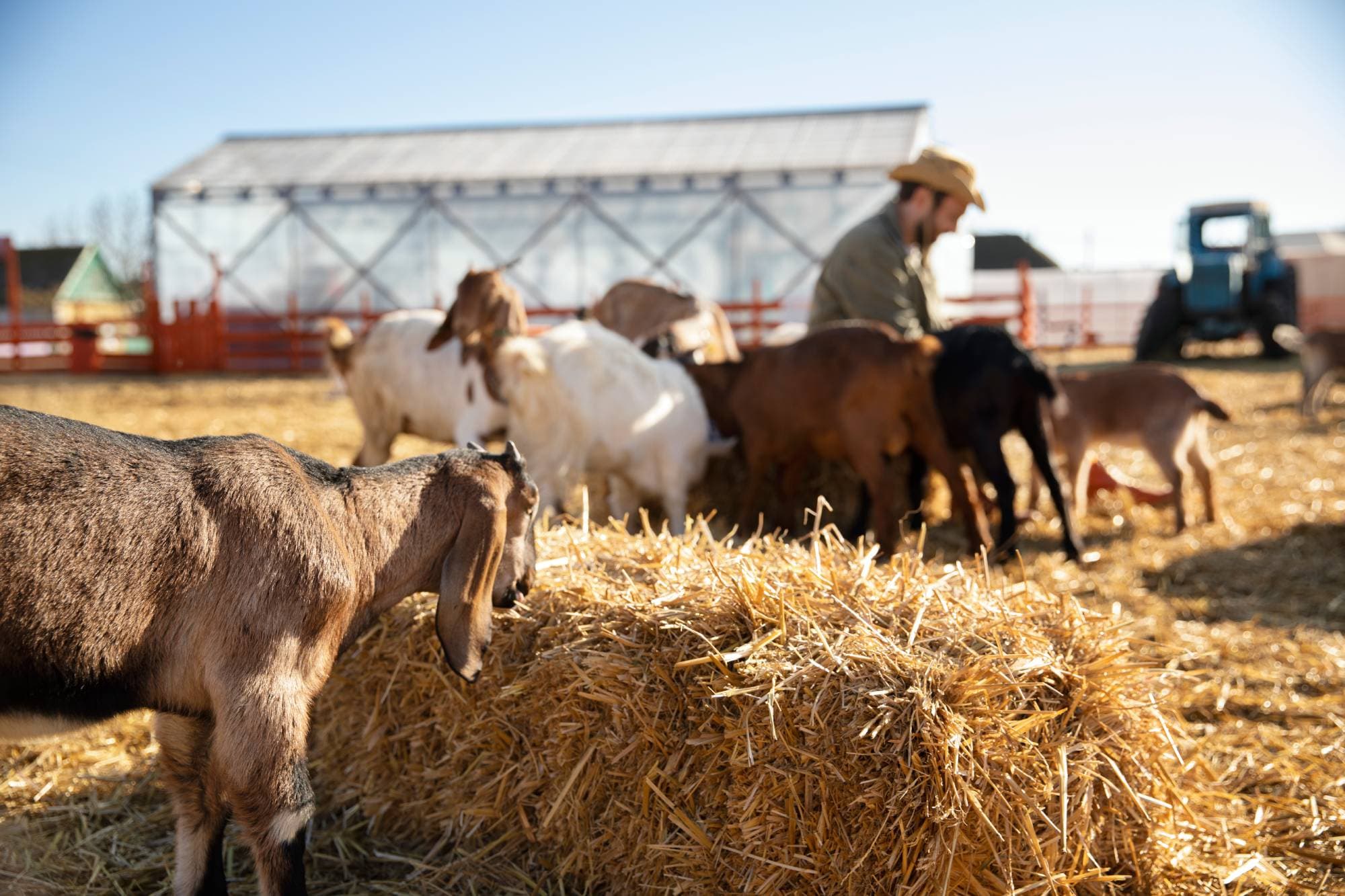 Agricultural products and livestock
